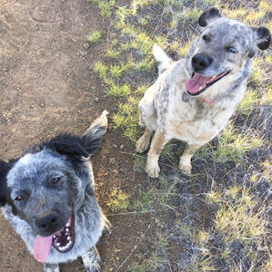 Meet your Posher, Audrey